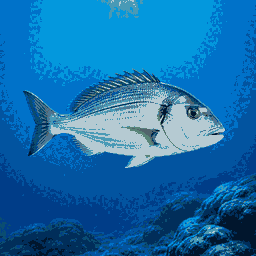 Vitamarinaweb